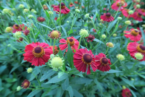 helenium