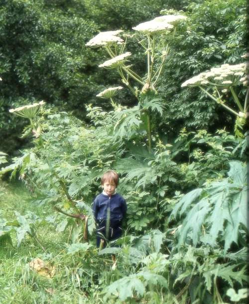 heracleum mantegazzianum