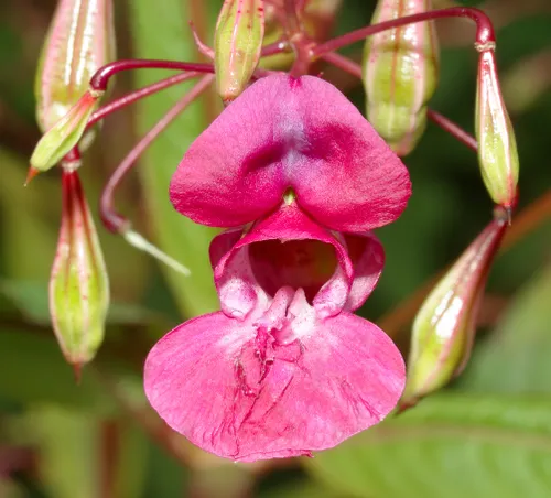 impatiens glandulifera