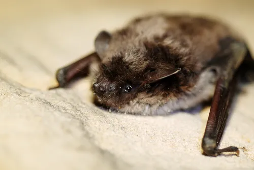 myotis dasycneme
