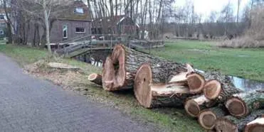 oude boom