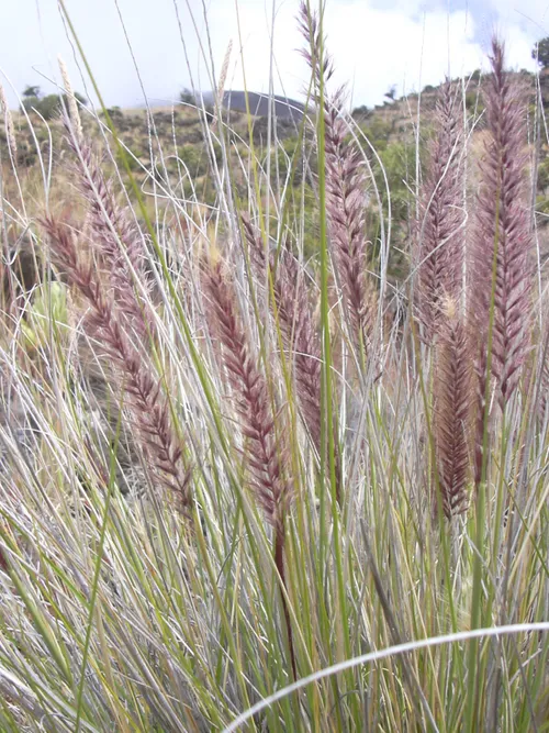 pennisetum setaceum