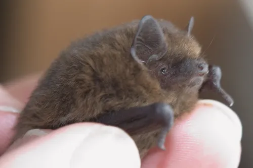 pipistrellus female 2