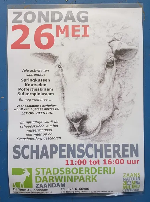 schapen