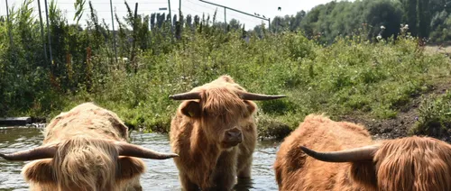 screenshot 20190923 163337