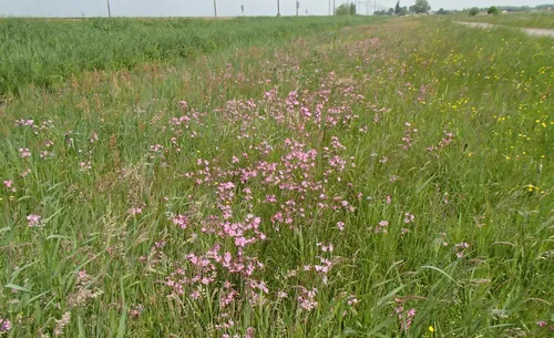 screenshot 20200514 130540