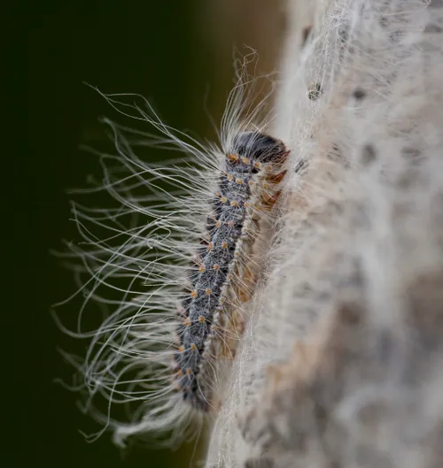 screenshot 20200617 171907