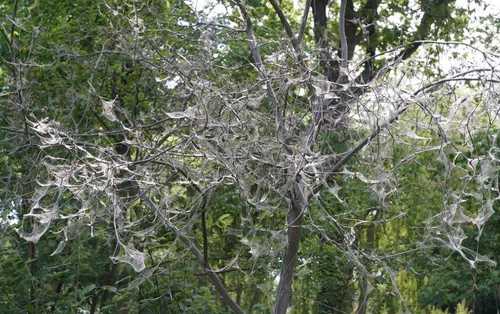 screenshot 20200626 130418