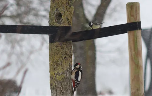 screenshot 20210209 105310