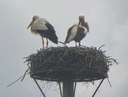 screenshot 20210314 154125