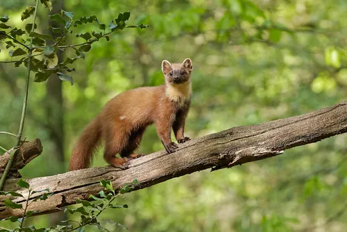 screenshot 20210830 112921