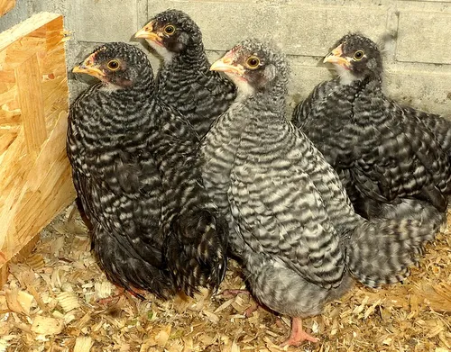 screenshot 20211106 152554