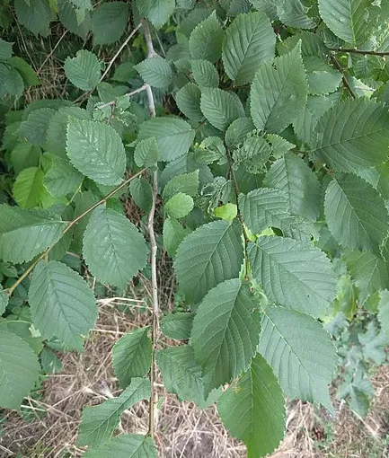 screenshot 20220622 153452