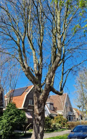 De kwetsbare kastanjeboom.