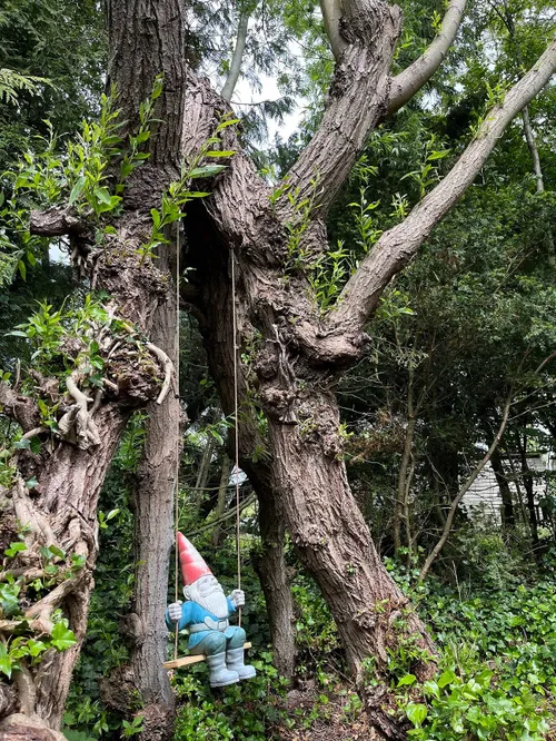 Jan Poel (Heerhugowaard) die 2900 vierkante meter groen als achtertuin heeft met daarin een hele bijzondere boom die ondersteboven groeit.