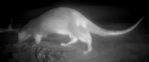 Waar it is blijft vanwege de gewenste rust voor het dier geheim.