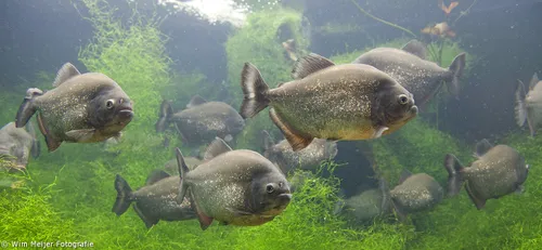 10494375 838783399466947 4523869271498572213 o