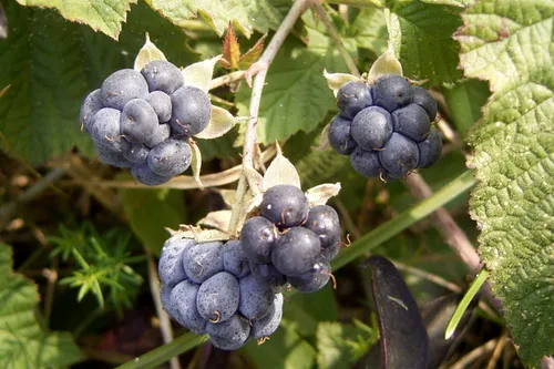 blauwduinbraam vooral niet te hard in knijpen bij het plukken