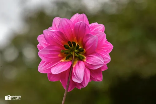 dahlia rose