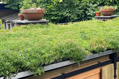 groen dak 1609 gemeente zandvoort