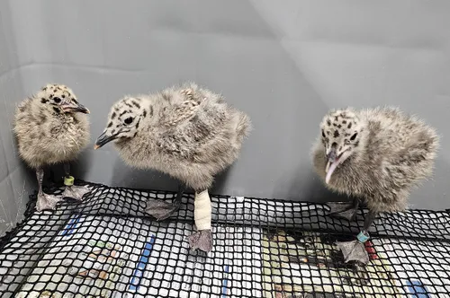 jonge meeuwen foto vogelhospitaal haarlem en omgeving kopieren