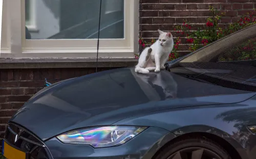 tesla witte kat2