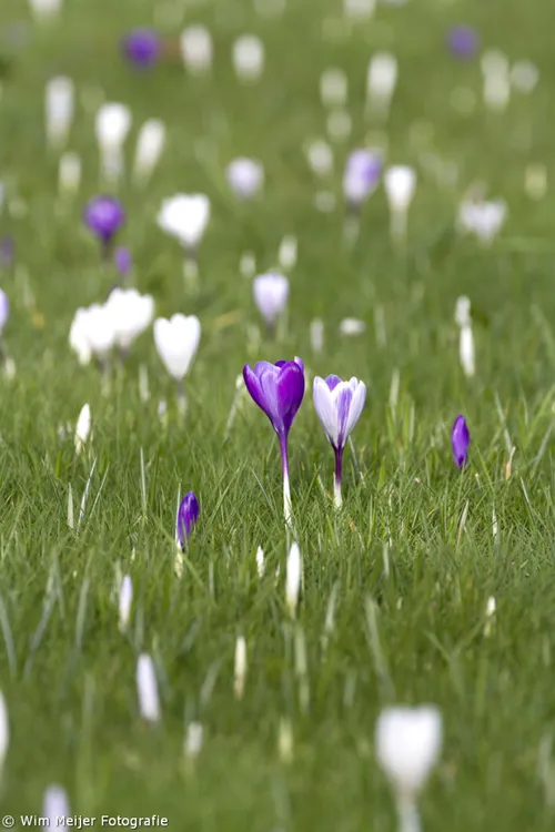 voorjaarsvakantie wim meijer fotografie tumblr n1ikvoeafh1svvyvco7 1280 683x1024