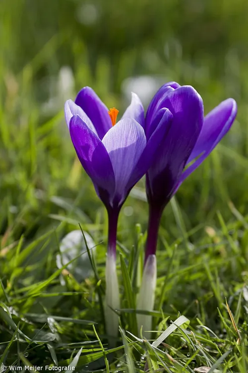 voorjaarsvakantie wim meijer fotografie tumblr n1ikvoeafh1svvyvco8 1280 683x1024