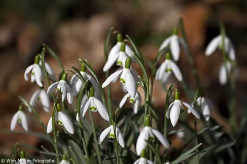 wim meijer fotografie img 20141 1024x683