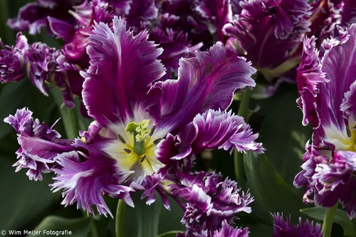 wim meijer fotografie keukenhof 1