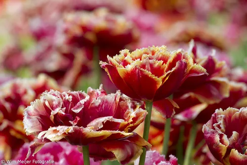 wim meijer fotografie keukenhof 10