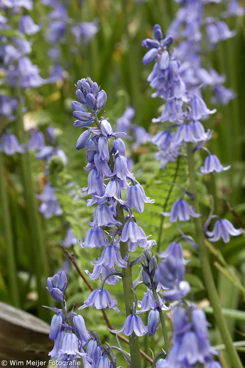 wim meijer fotografie keukenhof 12