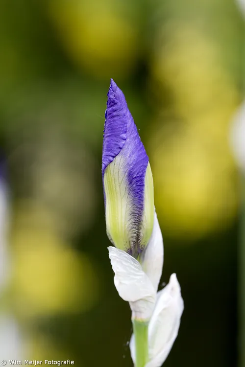 wim meijer fotografie keukenhof 13