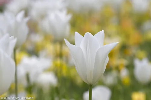 wim meijer fotografie keukenhof 15