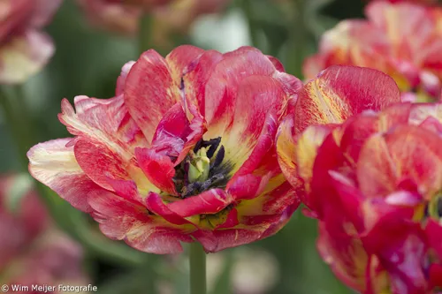 wim meijer fotografie keukenhof 19