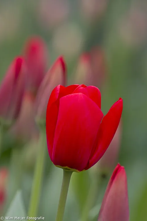 wim meijer fotografie keukenhof 20