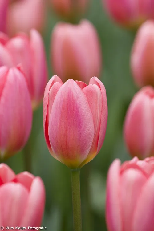 wim meijer fotografie keukenhof 21