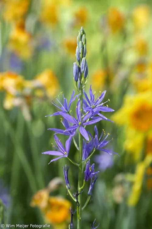 wim meijer fotografie keukenhof 3