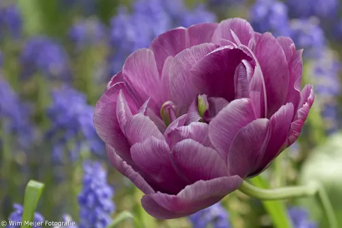 wim meijer fotografie keukenhof 4