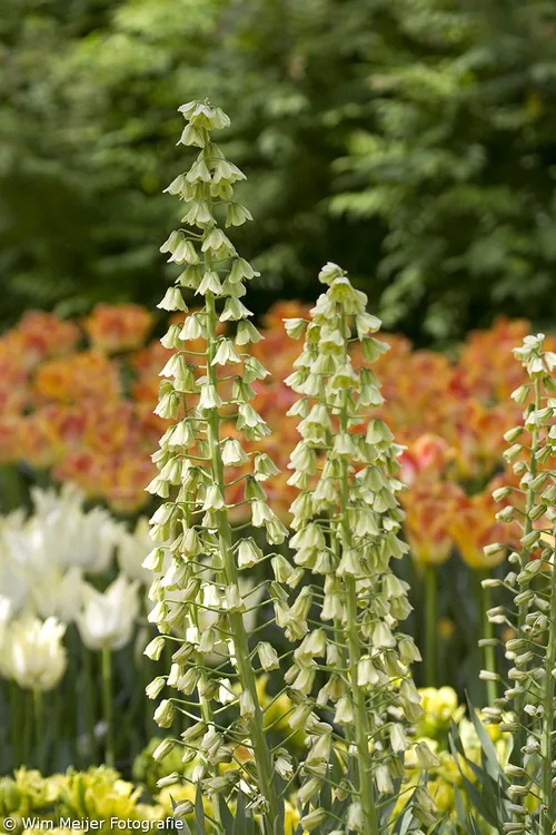 wim meijer fotografie keukenhof 5