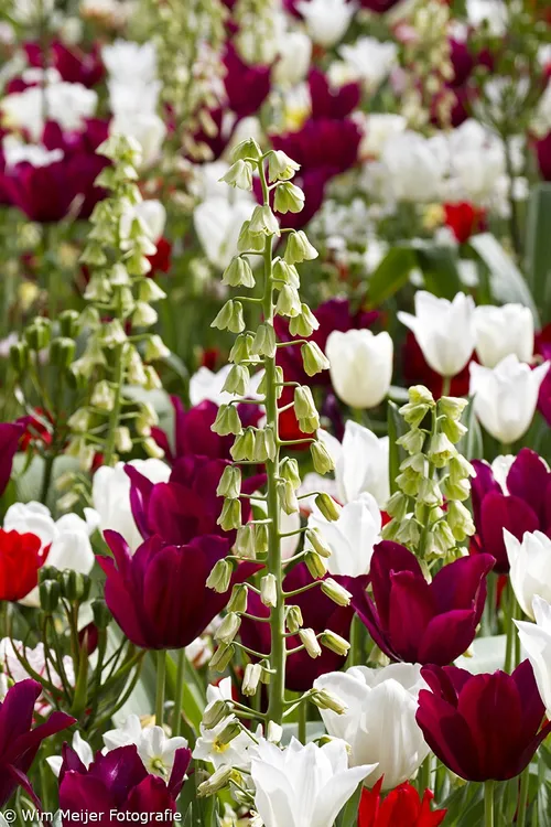 wim meijer fotografie keukenhof 7