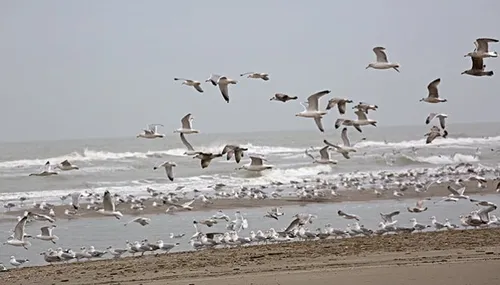 wim meijer fotografie meeuwen aan de kust 5i5a0281 715x408