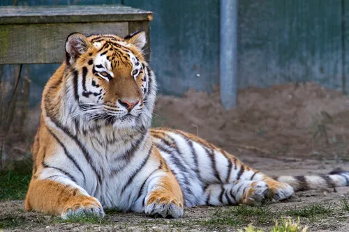 wim meijer fotografie stichting leeuw2