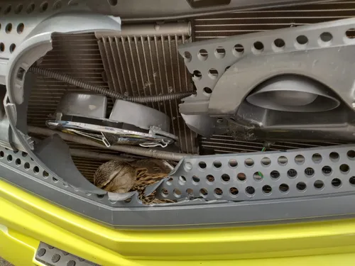 2022 03 eend in ambulance 1