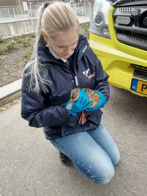 2022 03 eend in ambulance 2