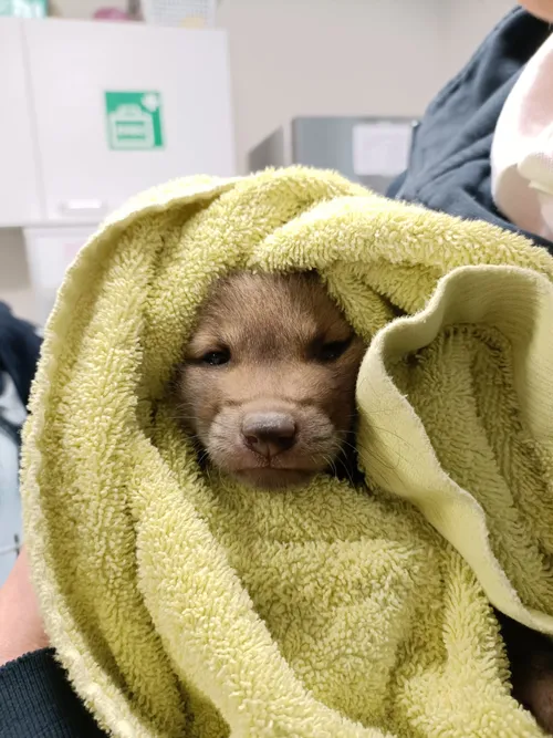 2024 3 babyvos john cherinda 1