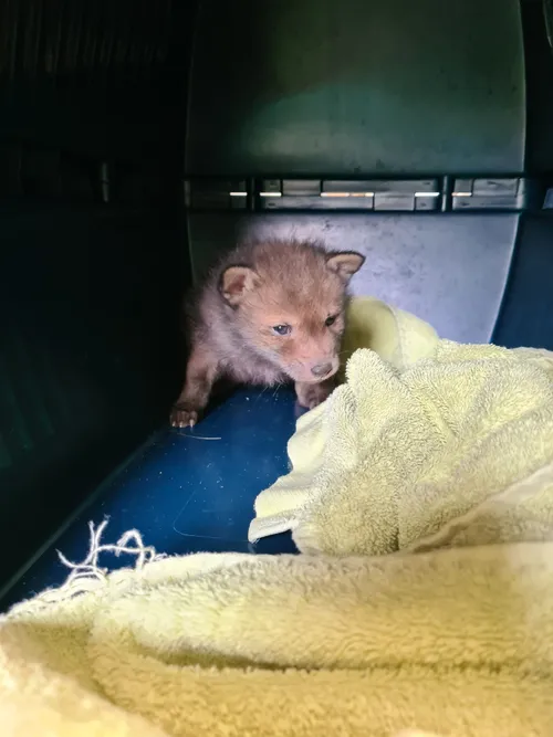 2024 3 babyvos john cherinda 3