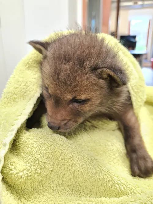 2024 3 babyvos john cherinda 5