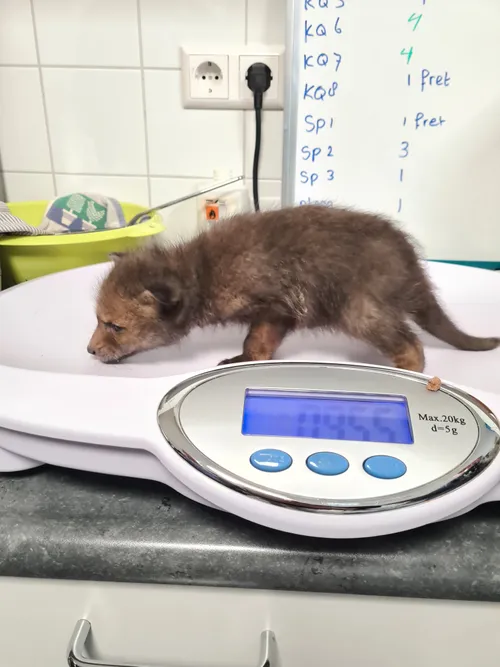 2024 3 babyvos john cherinda 6