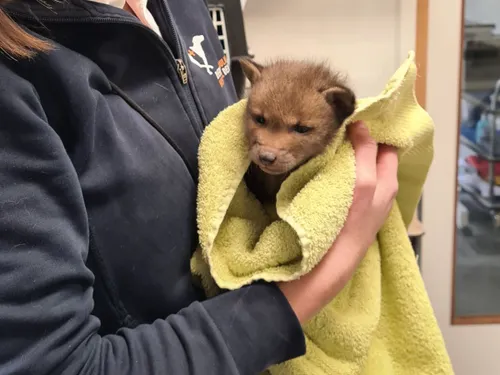 2024 3 babyvos john cherinda uitgesneden 1